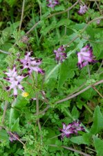 Fumeterre officinale