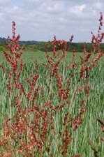 Oseille des prés