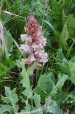Orobanche du panicaut