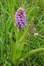 Orchis maculé