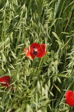 Papaver rhoeas