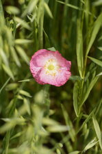 Papaver sp 
