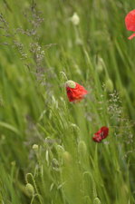 Papaver sp.