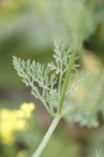 Feuille de Pavot de Californie