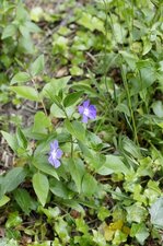 Pervenche sp - Vinca sp 