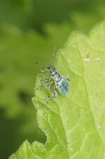 Phyllobius pomaceus - sous réserve