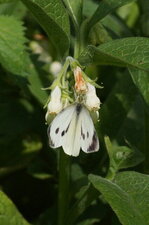 Piéride du chou