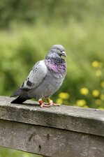 Pigeon voyageur