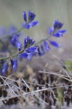 Polygala vulgaris - sous réserve