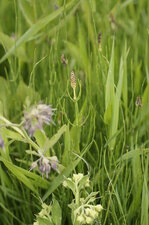 Prêle des marais - Equisetum palustre