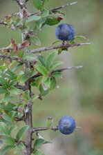 Prunellier