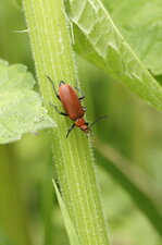 Pyrochroa Serraticornis