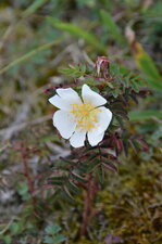 Petit rosier des dunes