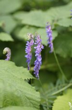 Sainfoin d