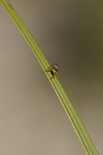 Heliophanus sp.