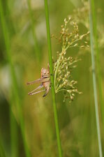 Sauterelle sp.