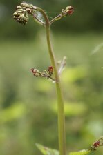 Scrophularia sp.