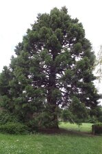 Sequoia geant