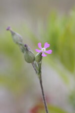 Silene sp.
