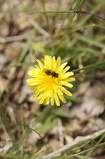 Syrphe sp.