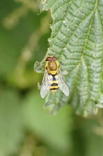 Syrphe du groseiller