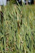 Typha