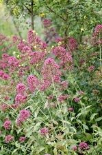 Valériane Officinale