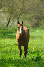 Cheval