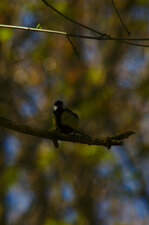 Mésange charbonnière
