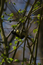 Mésange charbonnière