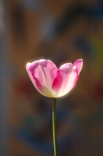 Tulipe