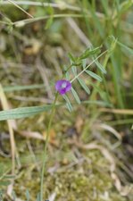 Vicia laxiflora - sous réserve