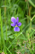 Violette