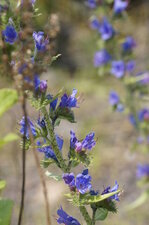 Fleurs de Vipérine sp.
