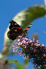 Vanessa atalanta (Le vulcain)