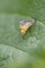 Xyphosia miliaria
