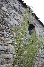 Erigéron
