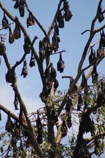 Chauve-souris géante d