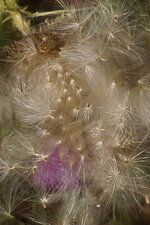 Graines de Bardane