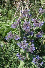 Borrago officinalis
