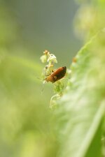 Deraeocoris ruber