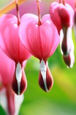 Coeurs de Marie