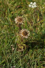 Cirse sp.