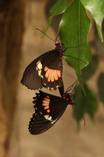 Parides iphidamas