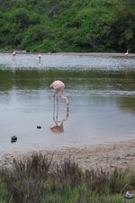 Flamants roses des Galapagos