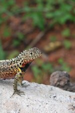 Lézard de lave