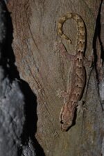 Gecko