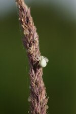Misumena vatia