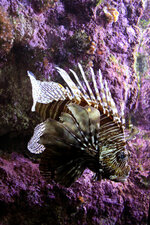 Pterois volitans