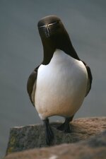 Pingouin torda